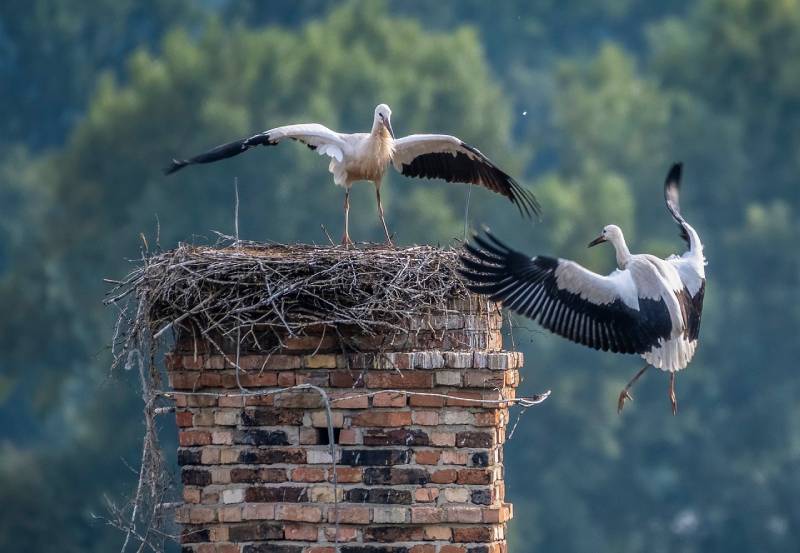 Professional Chimney Animal Removal Services in Glendale, California