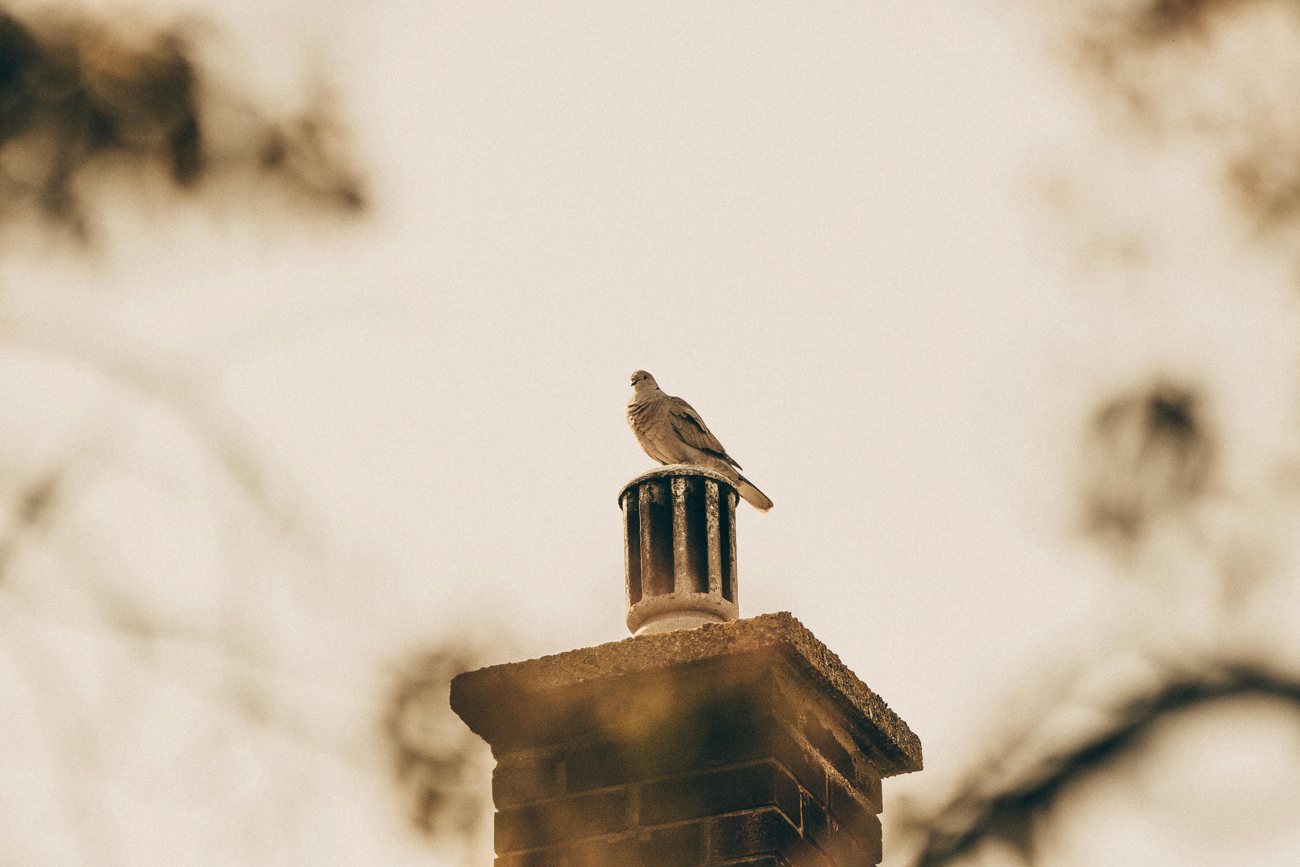 Expert Chimney Cap Installation in Glendale, California